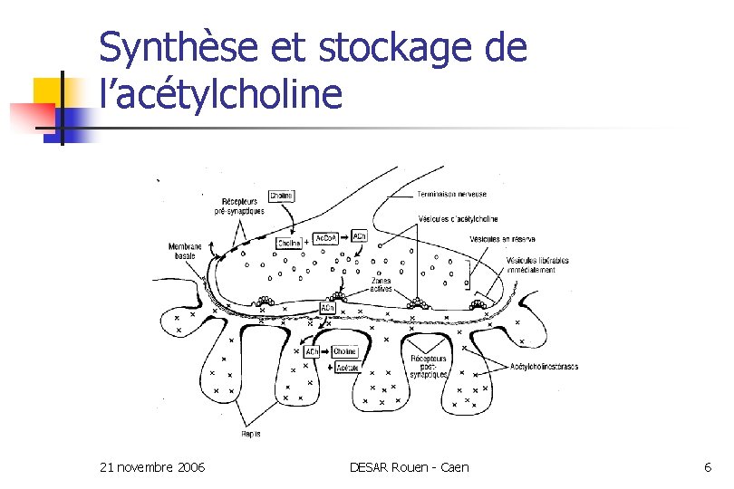 Synthèse et stockage de l’acétylcholine 21 novembre 2006 DESAR Rouen - Caen 6 