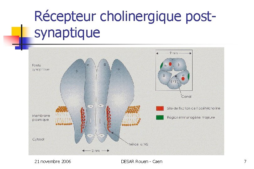 Récepteur cholinergique postsynaptique 21 novembre 2006 DESAR Rouen - Caen 7 