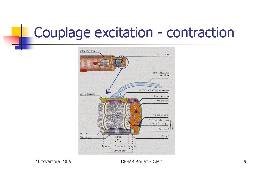 Couplage excitation - contraction 21 novembre 2006 DESAR Rouen - Caen 9 