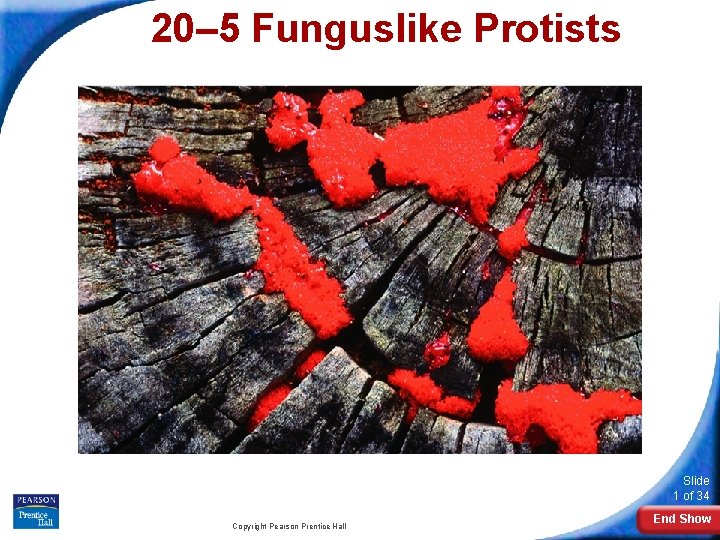 20– 5 Funguslike Protists Slide 1 of 34 Copyright Pearson Prentice Hall End Show