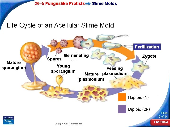 20– 5 Funguslike Protists Slime Molds Life Cycle of an Acellular Slime Mold Fertilization