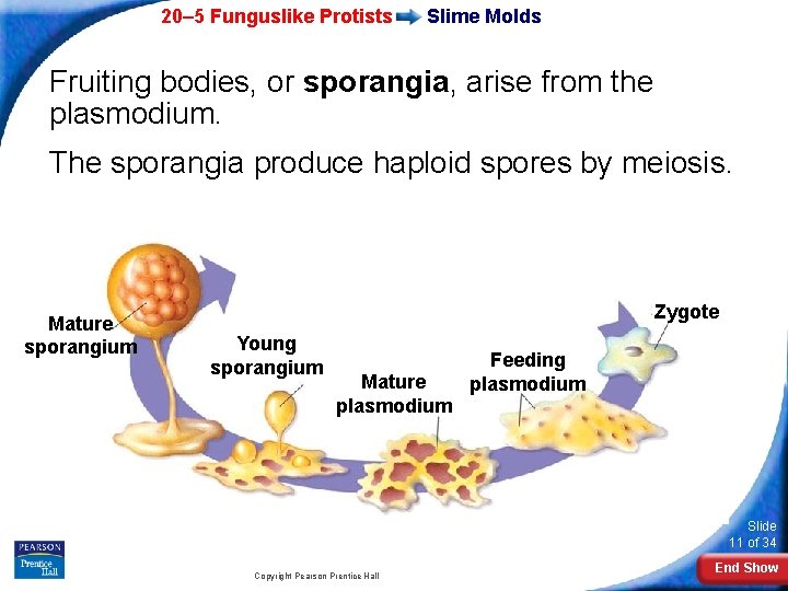 20– 5 Funguslike Protists Slime Molds Fruiting bodies, or sporangia, arise from the plasmodium.