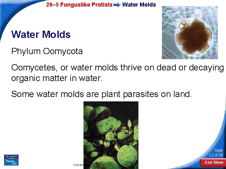 20– 5 Funguslike Protists Water Molds Phylum Oomycota Oomycetes, or water molds thrive on