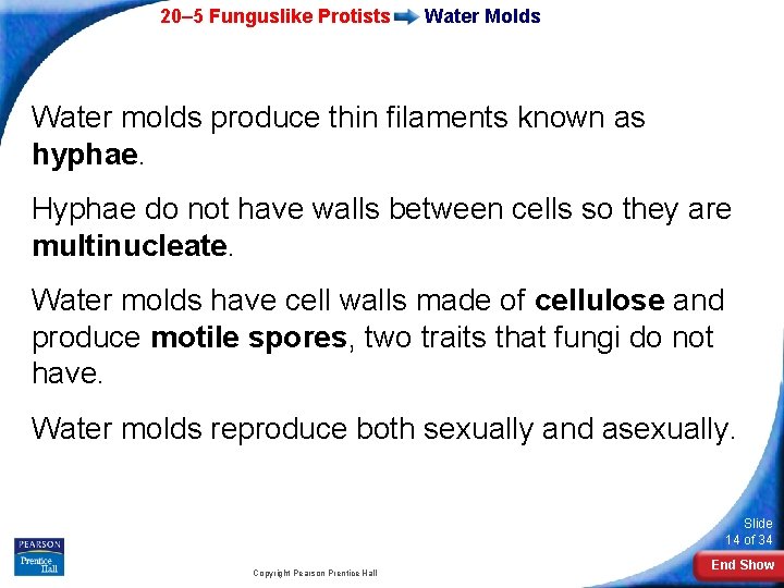 20– 5 Funguslike Protists Water Molds Water molds produce thin filaments known as hyphae.