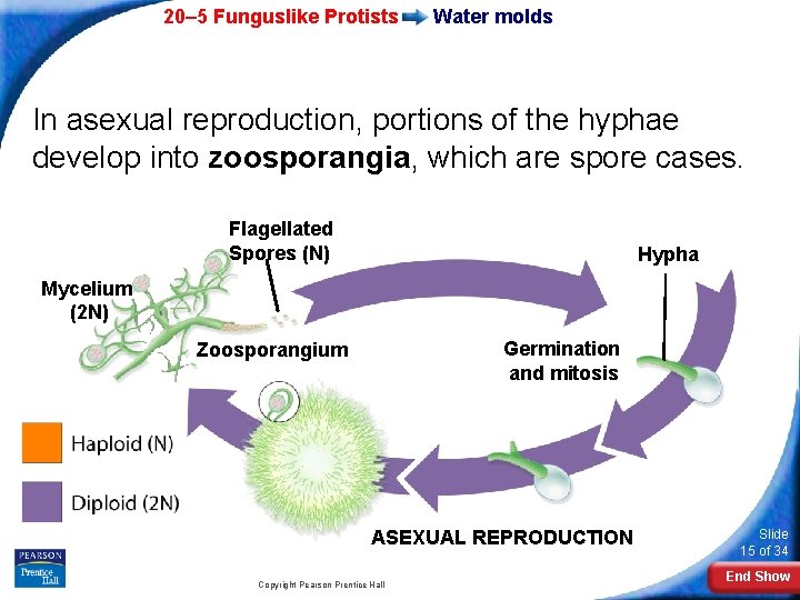 20– 5 Funguslike Protists Water molds In asexual reproduction, portions of the hyphae develop