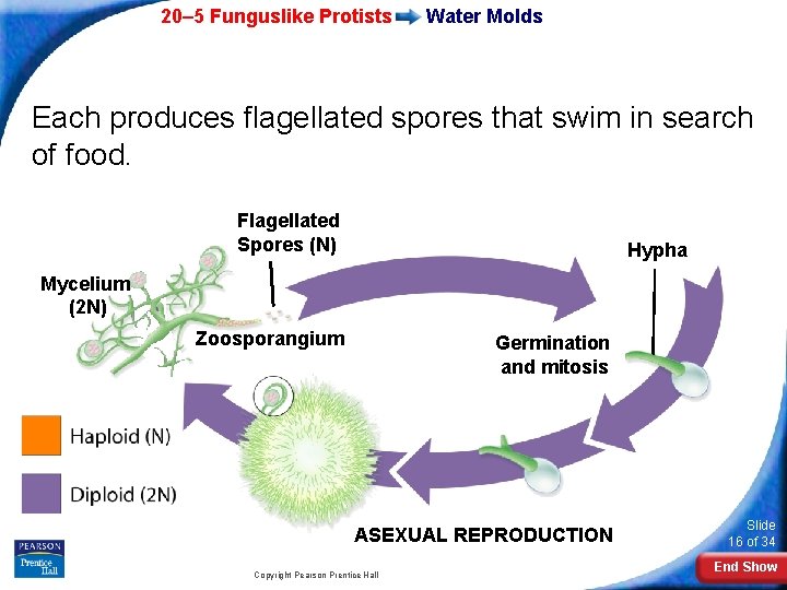 20– 5 Funguslike Protists Water Molds Each produces flagellated spores that swim in search