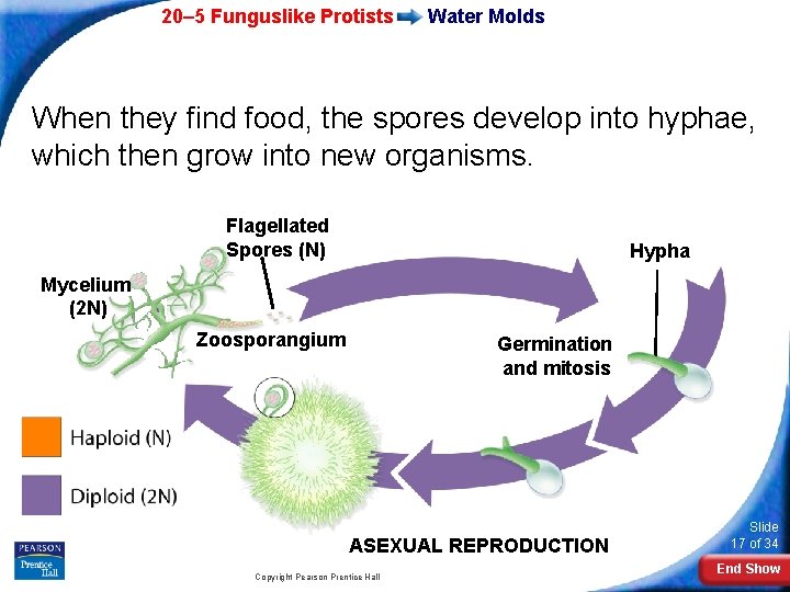 20– 5 Funguslike Protists Water Molds When they find food, the spores develop into