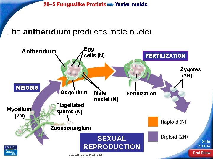 20– 5 Funguslike Protists Water molds The antheridium produces male nuclei. Antheridium Egg cells