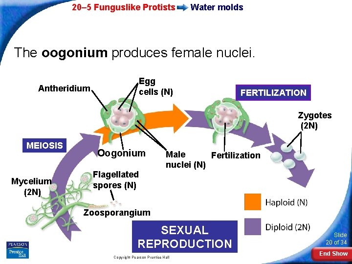20– 5 Funguslike Protists Water molds The oogonium produces female nuclei. Antheridium Egg cells