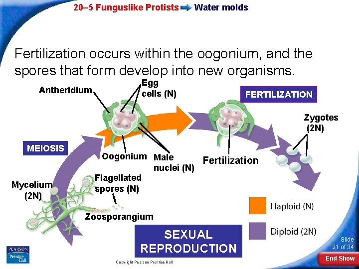 20– 5 Funguslike Protists Water molds Fertilization occurs within the oogonium, and the spores