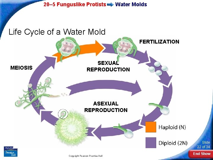 20– 5 Funguslike Protists Water Molds Life Cycle of a Water Mold FERTILIZATION MEIOSIS