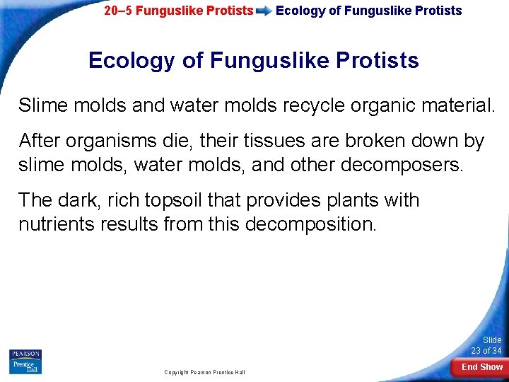 20– 5 Funguslike Protists Ecology of Funguslike Protists Slime molds and water molds recycle