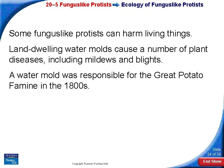 20– 5 Funguslike Protists Ecology of Funguslike Protists Some funguslike protists can harm living