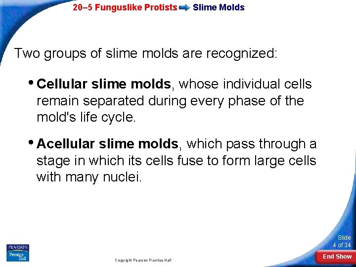 20– 5 Funguslike Protists Slime Molds Two groups of slime molds are recognized: •