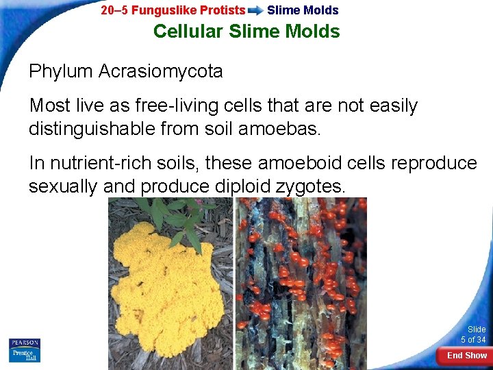20– 5 Funguslike Protists Slime Molds Cellular Slime Molds Phylum Acrasiomycota Most live as
