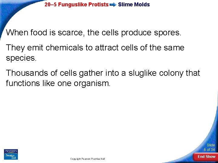 20– 5 Funguslike Protists Slime Molds When food is scarce, the cells produce spores.