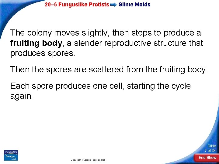 20– 5 Funguslike Protists Slime Molds The colony moves slightly, then stops to produce