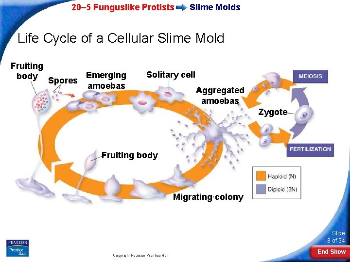 20– 5 Funguslike Protists Slime Molds Life Cycle of a Cellular Slime Mold Fruiting