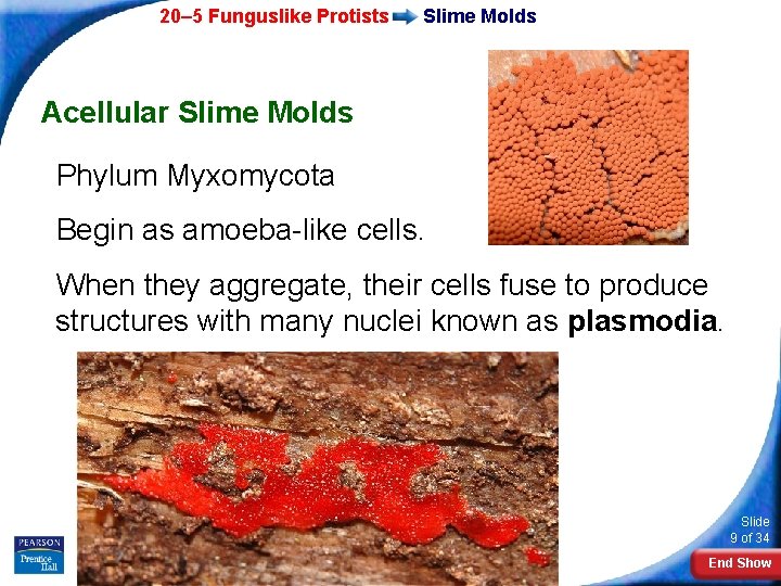 20– 5 Funguslike Protists Slime Molds Acellular Slime Molds Phylum Myxomycota Begin as amoeba-like