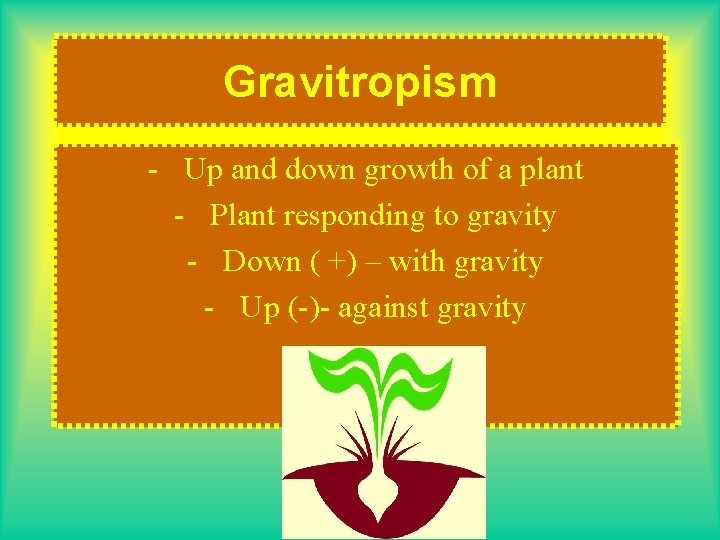 Gravitropism - Up and down growth of a plant - Plant responding to gravity