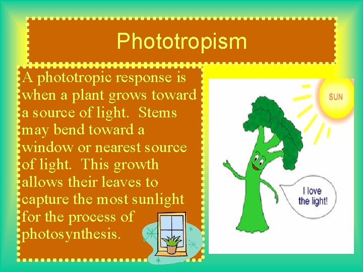 Phototropism A phototropic response is when a plant grows toward a source of light.