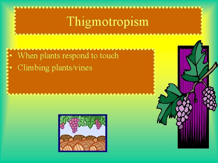 Thigmotropism • When plants respond to touch • Climbing plants/vines 