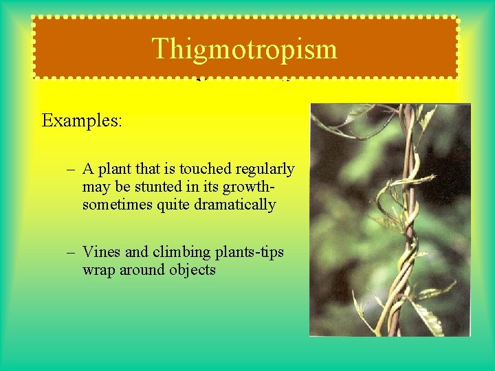 Thigmotropism Examples: – A plant that is touched regularly may be stunted in its