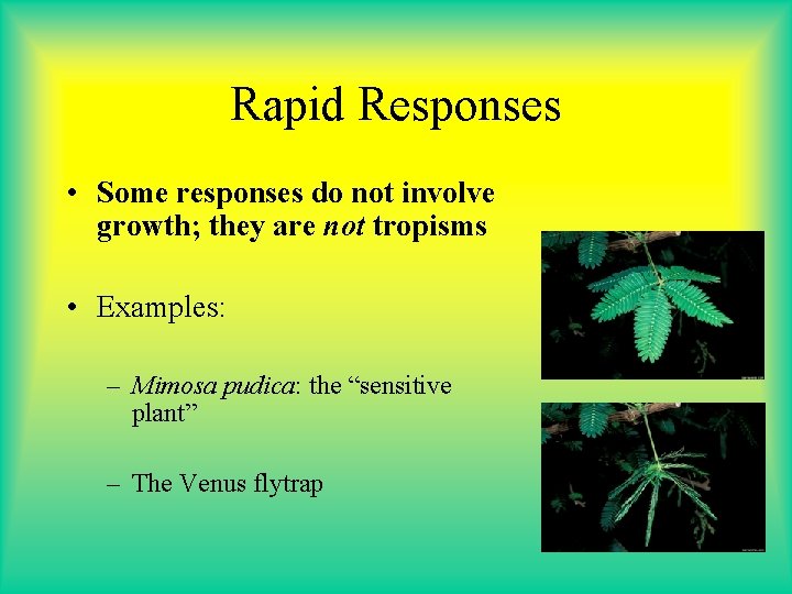 Rapid Responses • Some responses do not involve growth; they are not tropisms •