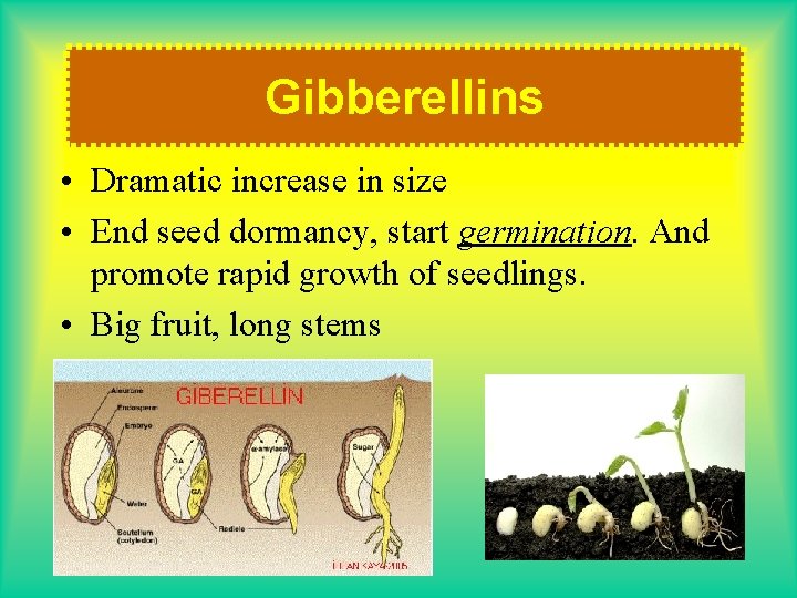 Gibberellins • Dramatic increase in size • End seed dormancy, start germination. And promote