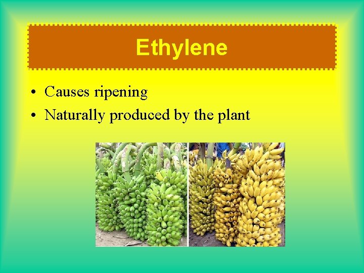 Ethylene • Causes ripening • Naturally produced by the plant 