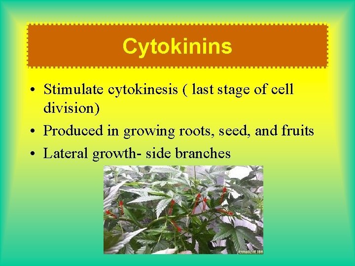 Cytokinins • Stimulate cytokinesis ( last stage of cell division) • Produced in growing