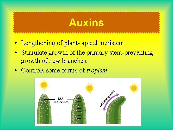 Auxins • Lengthening of plant- apical meristem • Stimulate growth of the primary stem-preventing