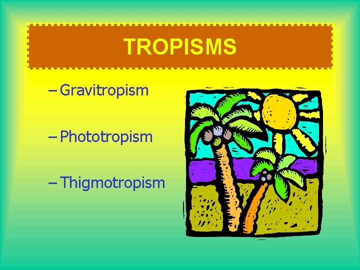 TROPISMS – Gravitropism – Phototropism – Thigmotropism 