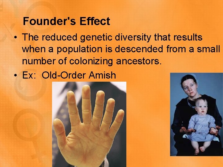 Founder's Effect • The reduced genetic diversity that results when a population is descended