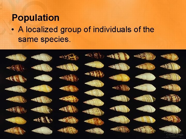 Population • A localized group of individuals of the same species. 