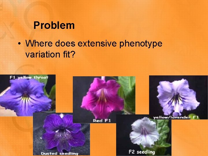 Problem • Where does extensive phenotype variation fit? 