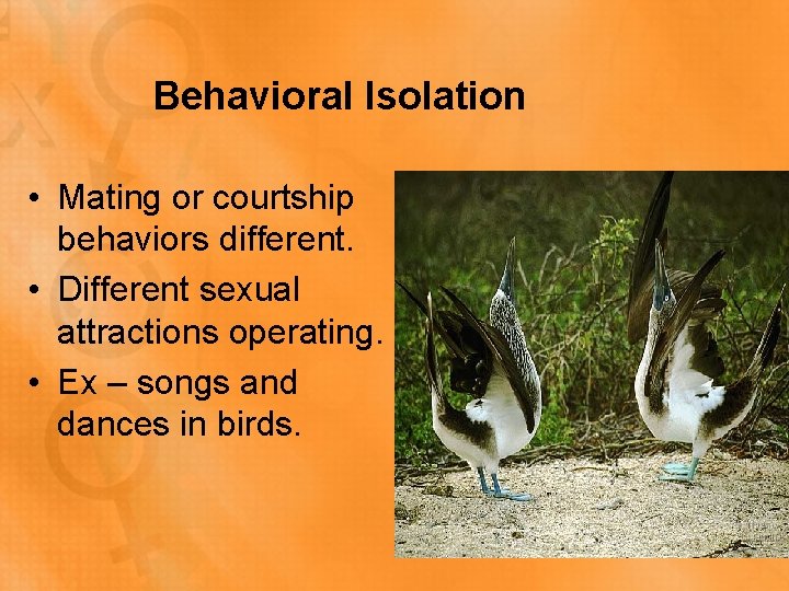 Behavioral Isolation • Mating or courtship behaviors different. • Different sexual attractions operating. •