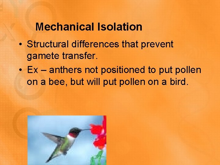 Mechanical Isolation • Structural differences that prevent gamete transfer. • Ex – anthers not