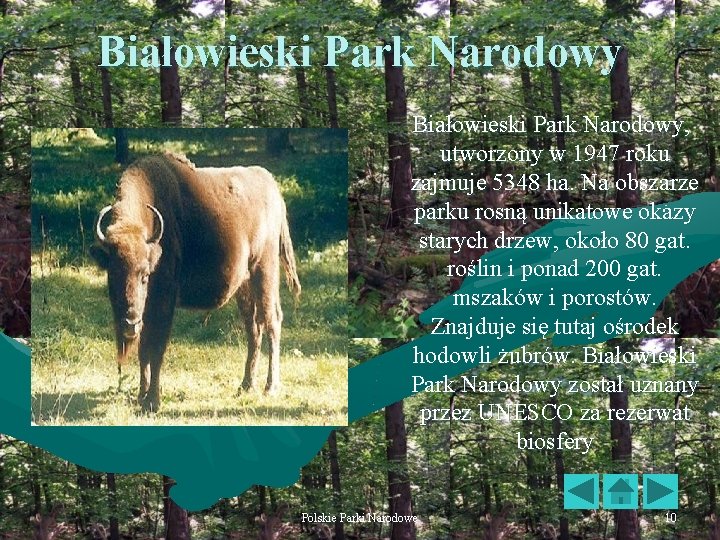 Białowieski Park Narodowy, utworzony w 1947 roku zajmuje 5348 ha. Na obszarze parku rosną