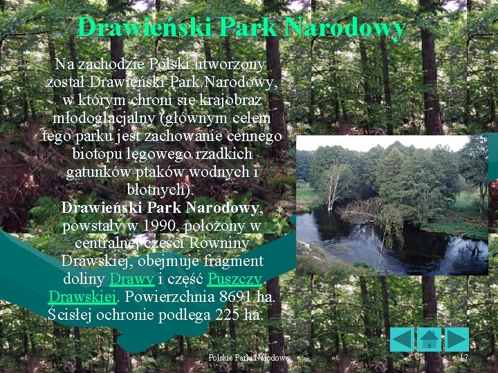 Drawieński Park Narodowy Na zachodzie Polski utworzony został Drawieński Park Narodowy, w którym chroni