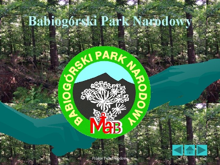 Babiogórski Park Narodowy Polskie Parki Narodowe 6 