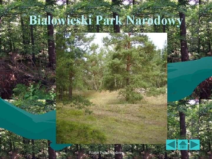 Białowieski Park Narodowy Polskie Parki Narodowe 9 