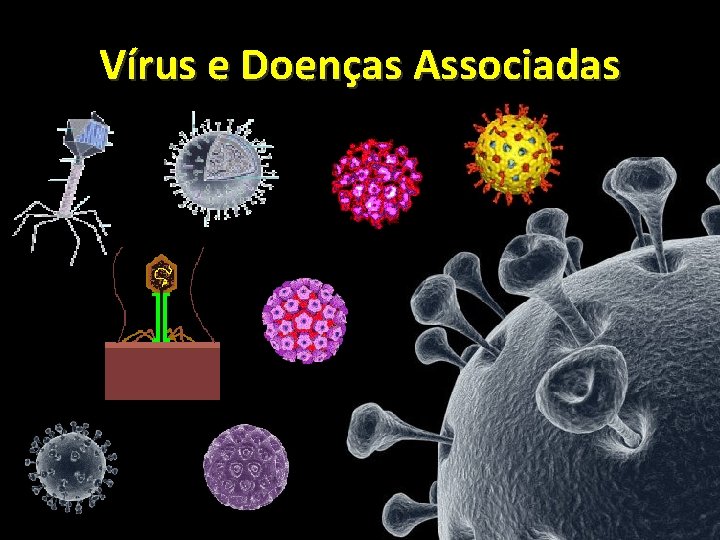 Vírus e Doenças Associadas www. bioaula. com. br 
