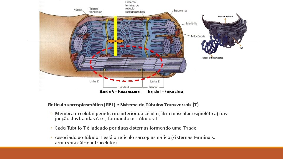 Banda A – Faixa escura Banda I – Faixa clara Retículo sarcoplasmático (REL) e
