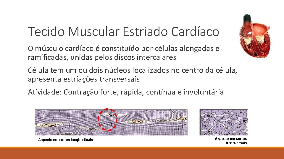 Tecido Muscular Estriado Cardíaco O músculo cardíaco é constituído por células alongadas e ramificadas,