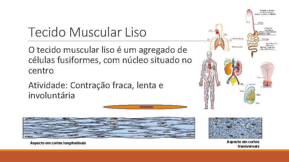 Tecido Muscular Liso O tecido muscular liso é um agregado de células fusiformes, com