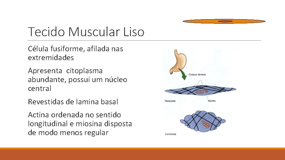 Tecido Muscular Liso Célula fusiforme, afilada nas extremidades Apresenta citoplasma abundante, possui um núcleo