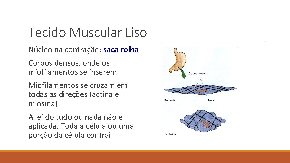 Tecido Muscular Liso Núcleo na contração: saca rolha Corpos densos, onde os miofilamentos se