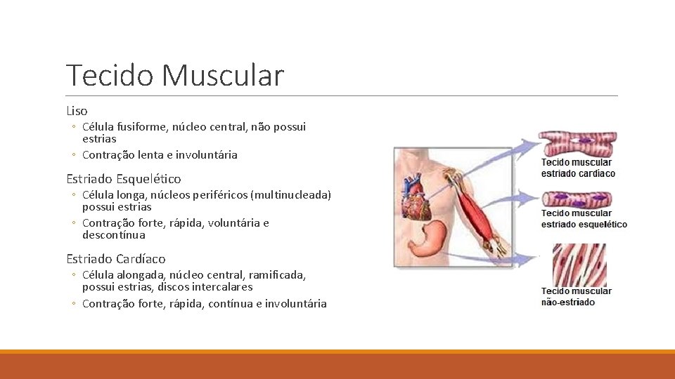 Tecido Muscular Liso ◦ Célula fusiforme, núcleo central, não possui estrias ◦ Contração lenta