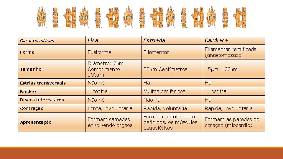 Características Lisa Estriada Cardíaca Forma Fusiforme Filamentar ramificada (anastomosada) Tamanho Diâmetro: 7 mm Comprimento: